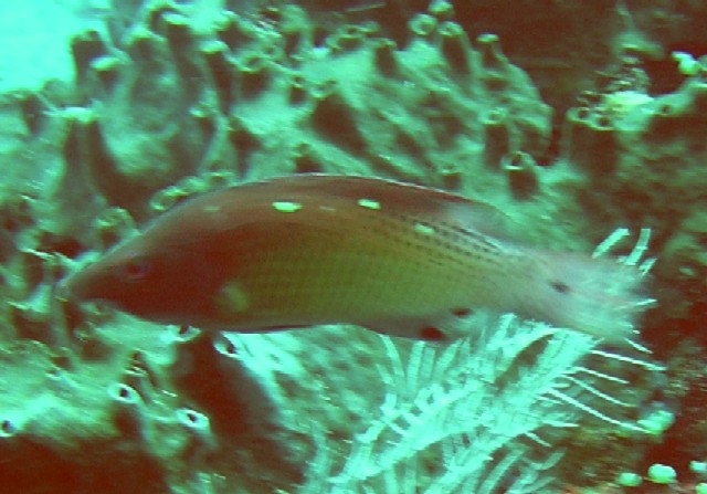 Bodianus diana 00505.JPG